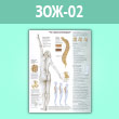 Плакат «Что такое остеопороз?» (ЗОЖ-02, ламинированная бумага, A2, 1 лист)